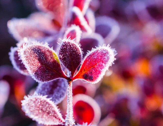 The science behind why no two snowflakes are alike